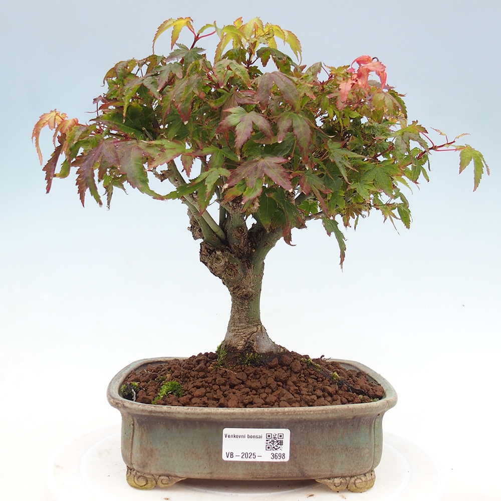 Acer palmatum KIOHIME - Javor palmetový