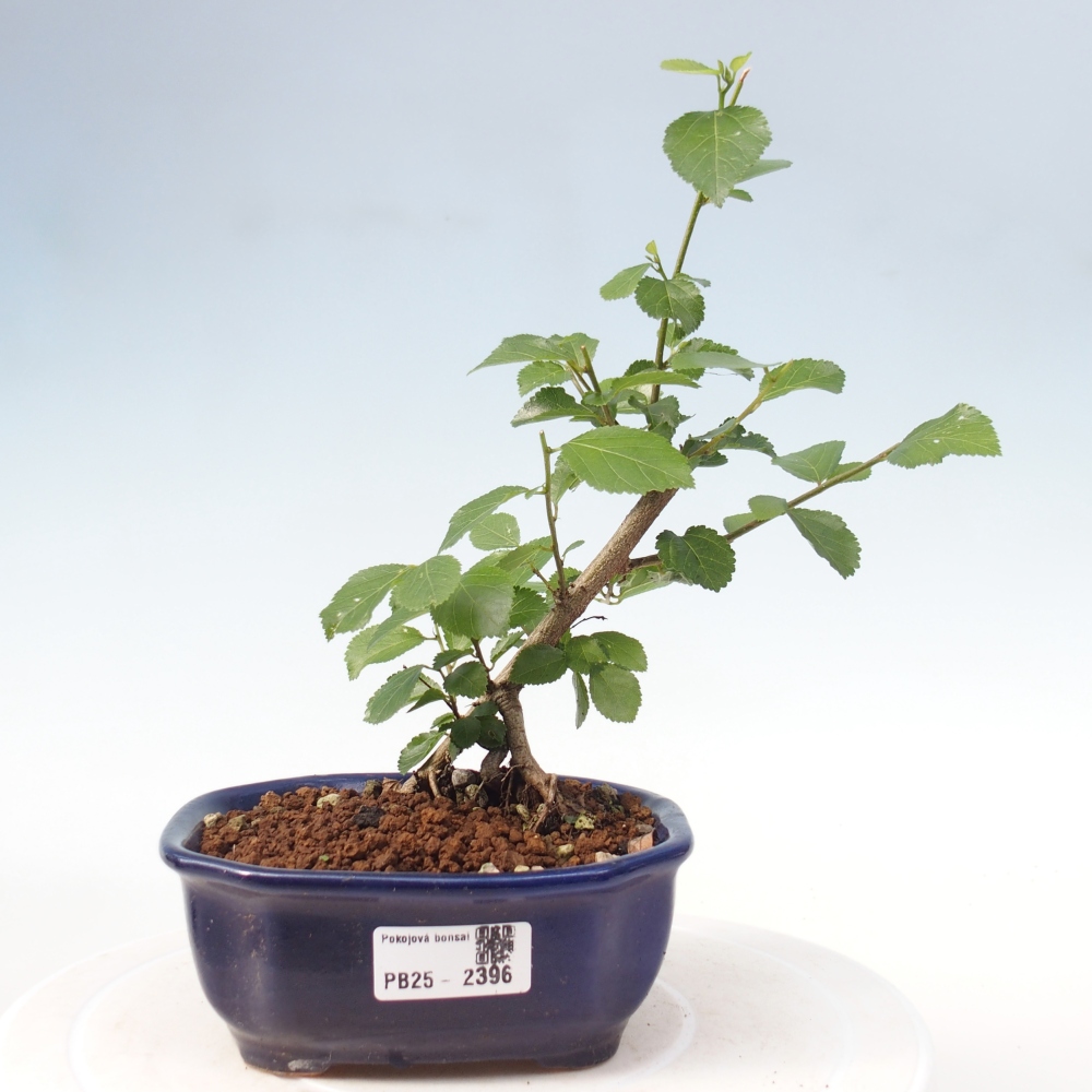 Izbová bonsai - Grewia occidentalis - Hviezdica levanduľová