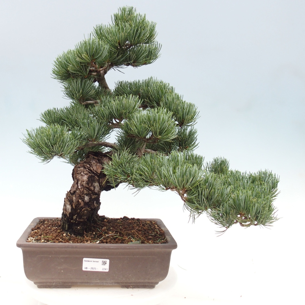 Vonkajšie bonsai - Pinus parviflora - Borovica drobnokvetá