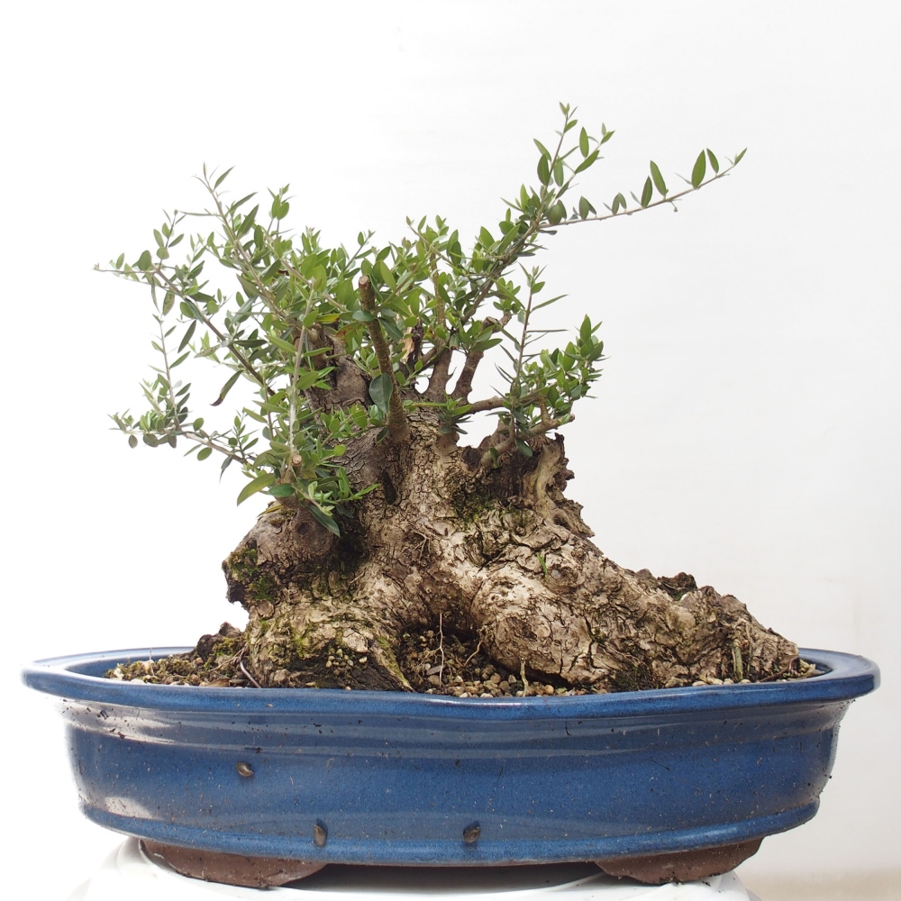 Izbová bonsai - Olea europaea sylvestris -Oliva evropská drobnolistá