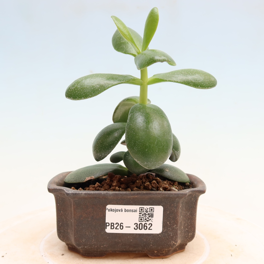 Izba bonsai – Crassula ovata