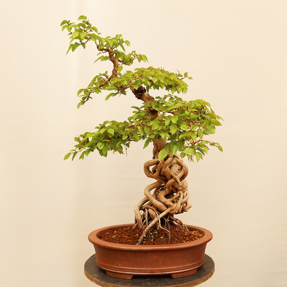 Vonkajší bonsai -Carpinus Coreana - Hrab kórejský