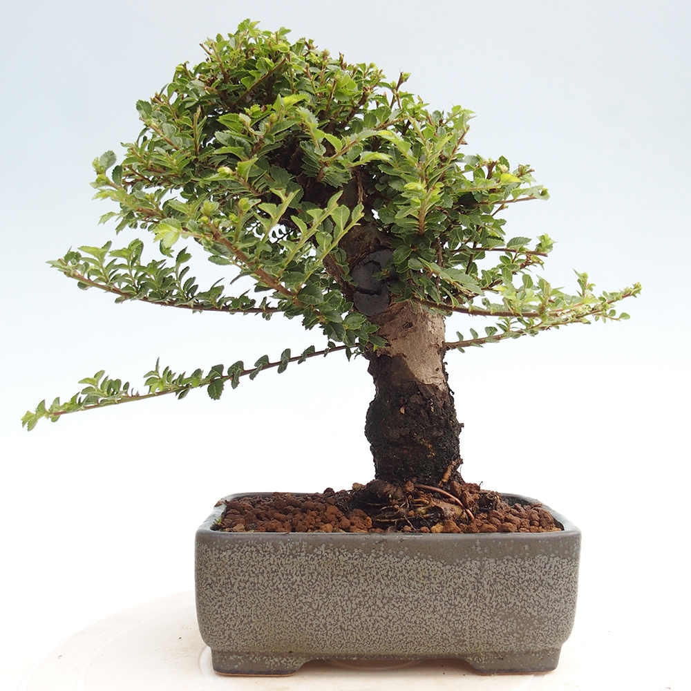 Vonkajší bonsai - Ulmus parvifolia Hokkaido - brest Čínsky