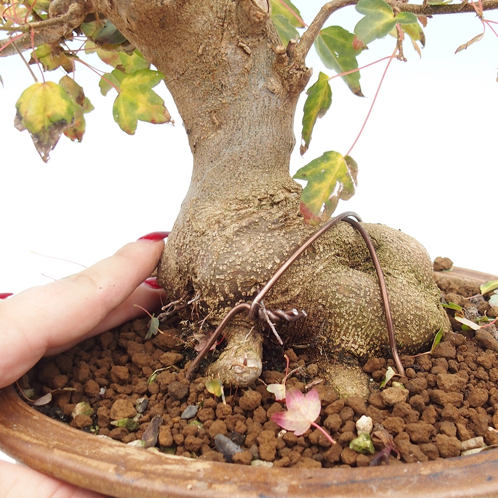Vonkajšie bonsai - Javor Buergerianum - Javor Burgerův