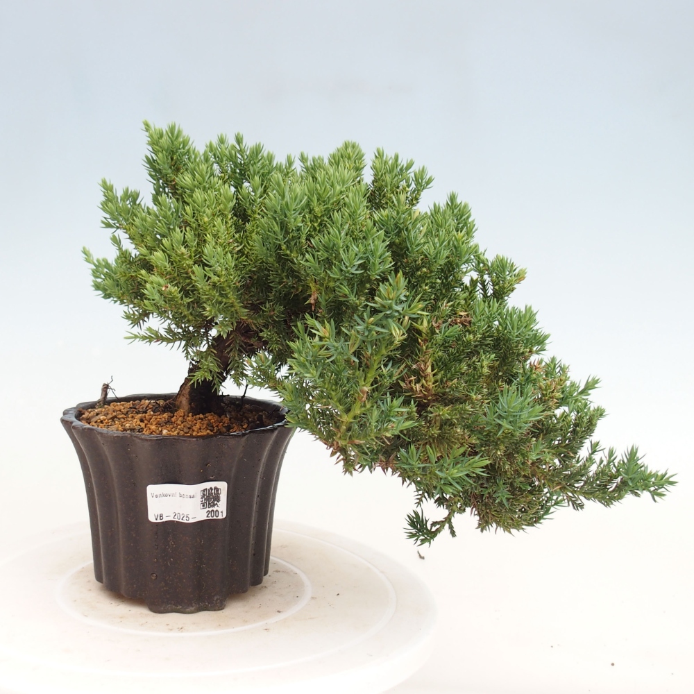 Vonkajší bonsai - Juniperus procumbens - Borievka polehavá