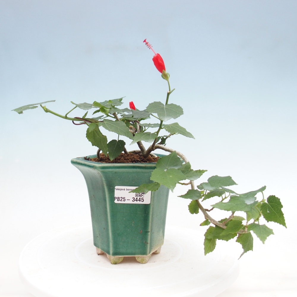 Izbový bonsaj - Malvaviscus arboreus