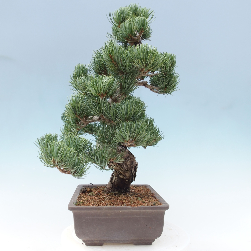 Vonkajšie bonsai - Pinus parviflora - Borovica drobnokvetá