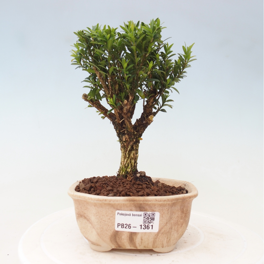 Izbové bonsaje - Buxus harlandii - korkový buxus