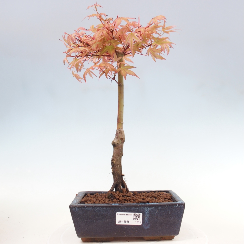 Javor poľný - Acer palmatum Beni Tsukasa