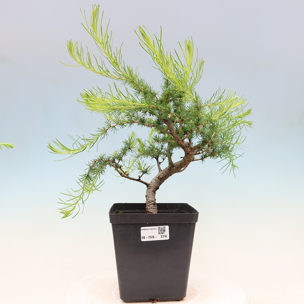 Vonkajšie bonsaje -Larix decidua - Smrekovec