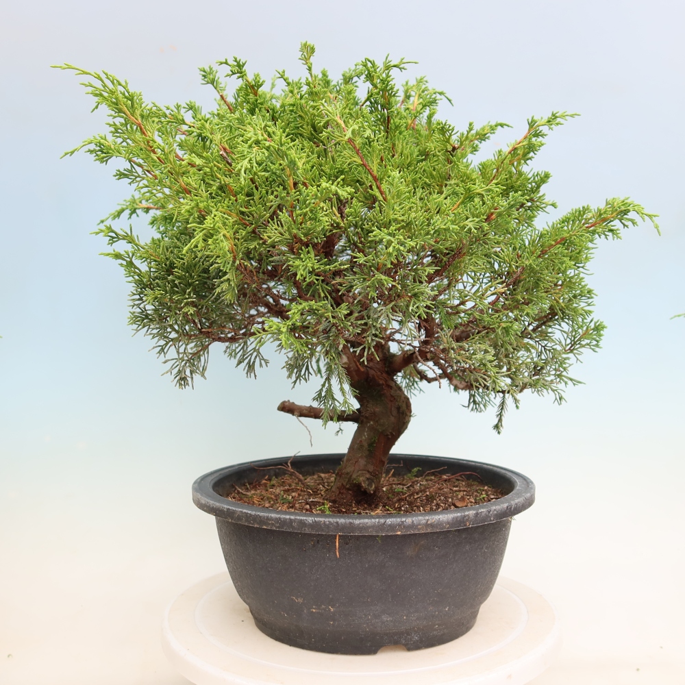 Vonkajší bonsai – Juniperus chinensis Itoigawa – čínsky jalovec