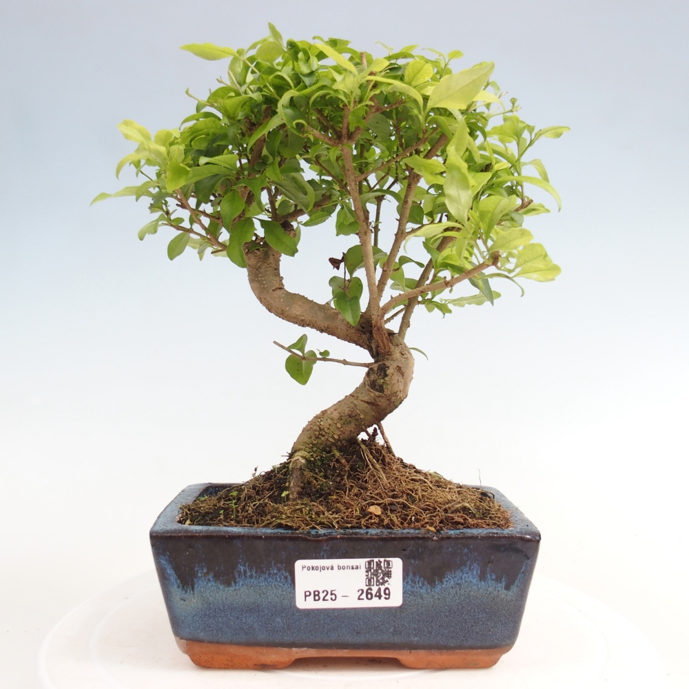 Izbová bonsai -Ligustrum chinensis - Vtáčí zob