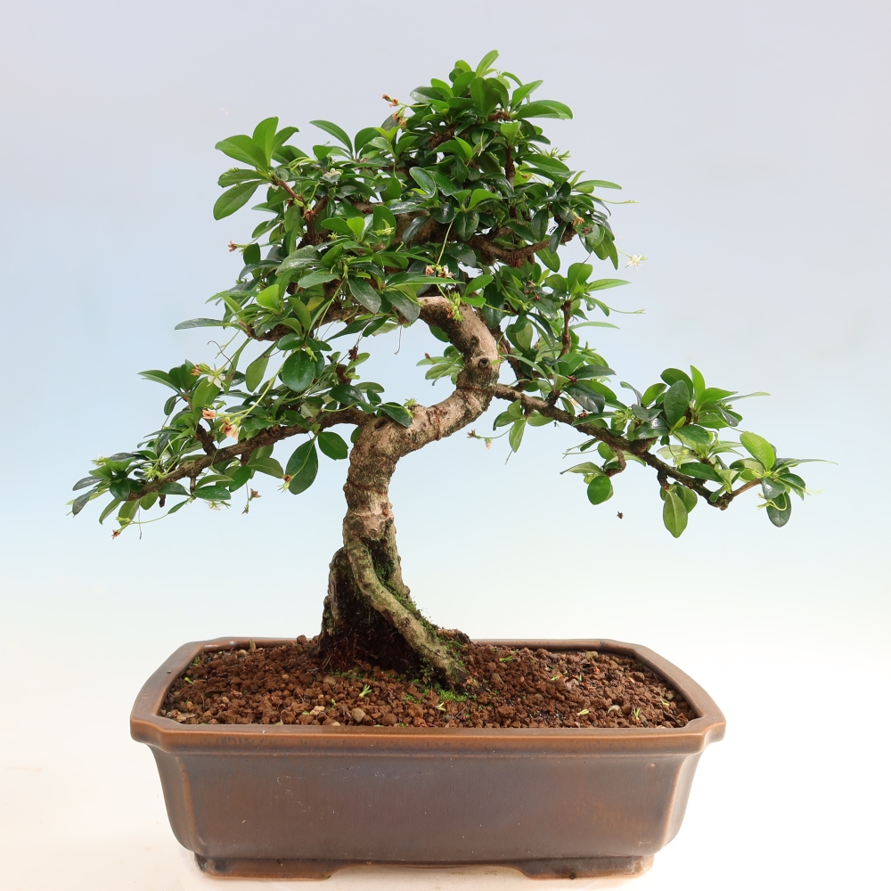 Izbové bonsaje - Carmona macrophylla - Tea fuki