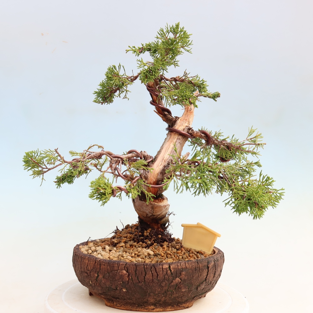 Vonkajší bonsai – Juniperus chinensis Itoigawa – čínsky jalovec