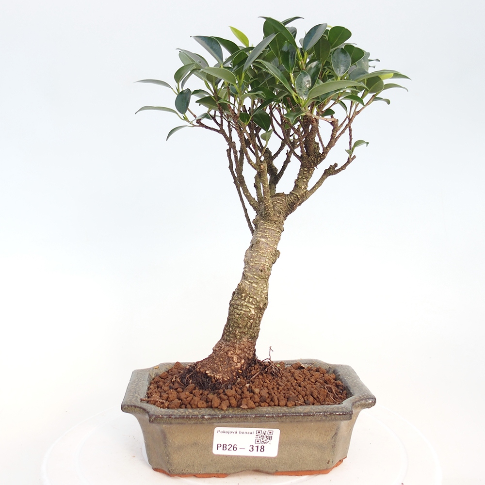 Izbová bonsai - Ficus retusa - malolistý fikus