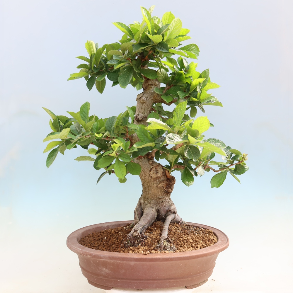 Vonkajšie bonsaje – Photinia chlpatá – Photinia villosa