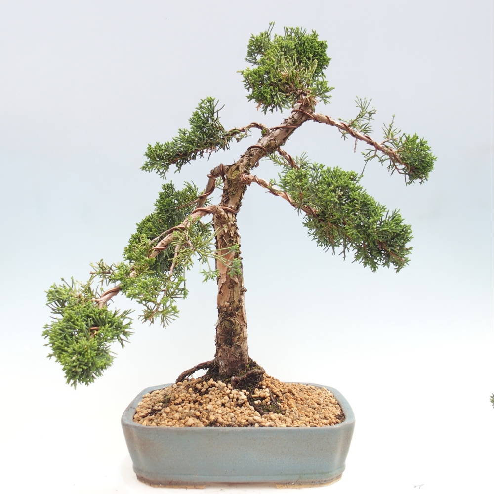 Vonkajší bonsaj - Juniperus chinensis Kishu