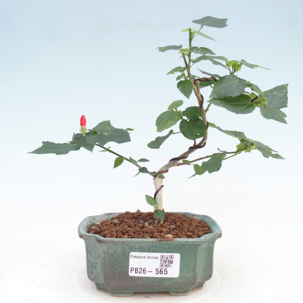 Izbový bonsaj - Malvaviscus arboreus
