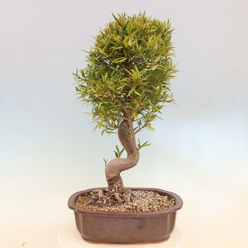 Izbové bonsaje - Ficus nerifolia - fíkus drobnolistý