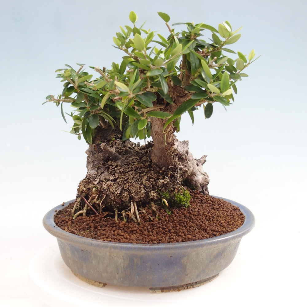Izbová bonsai - Olea europaea sylvestris -Oliva evropská drobnolistá