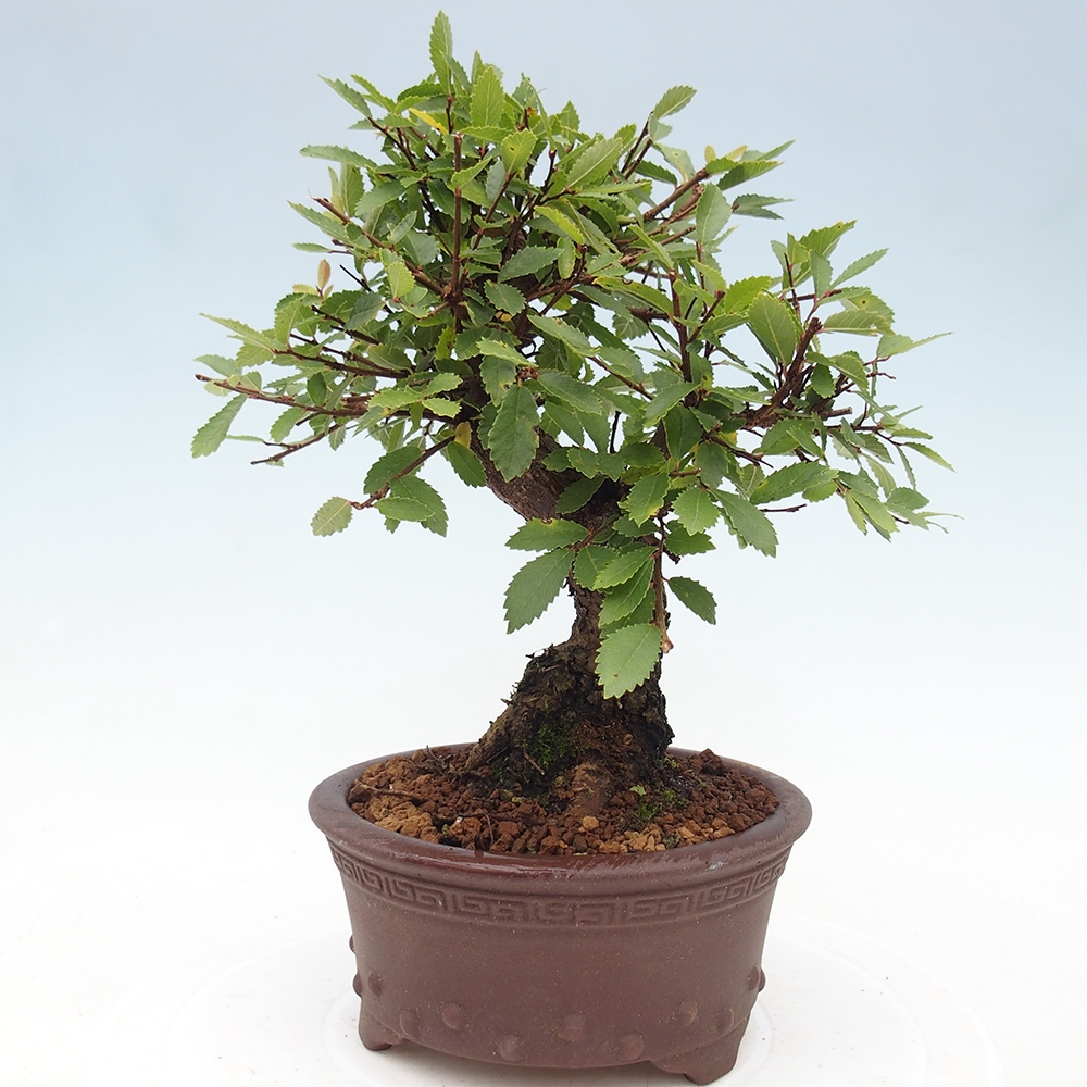 Vonkajšie bonsaje - Zelkova - Zelkova NIRE
