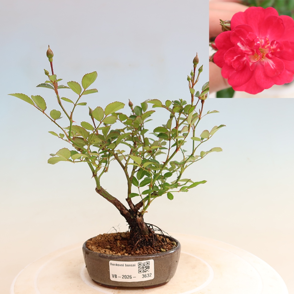 Vonkajšie bonsaje – Rosa Kordes – ruže