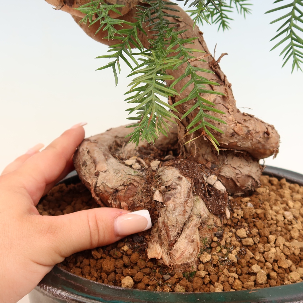 Izba bonsai – Araukária – izba smreček