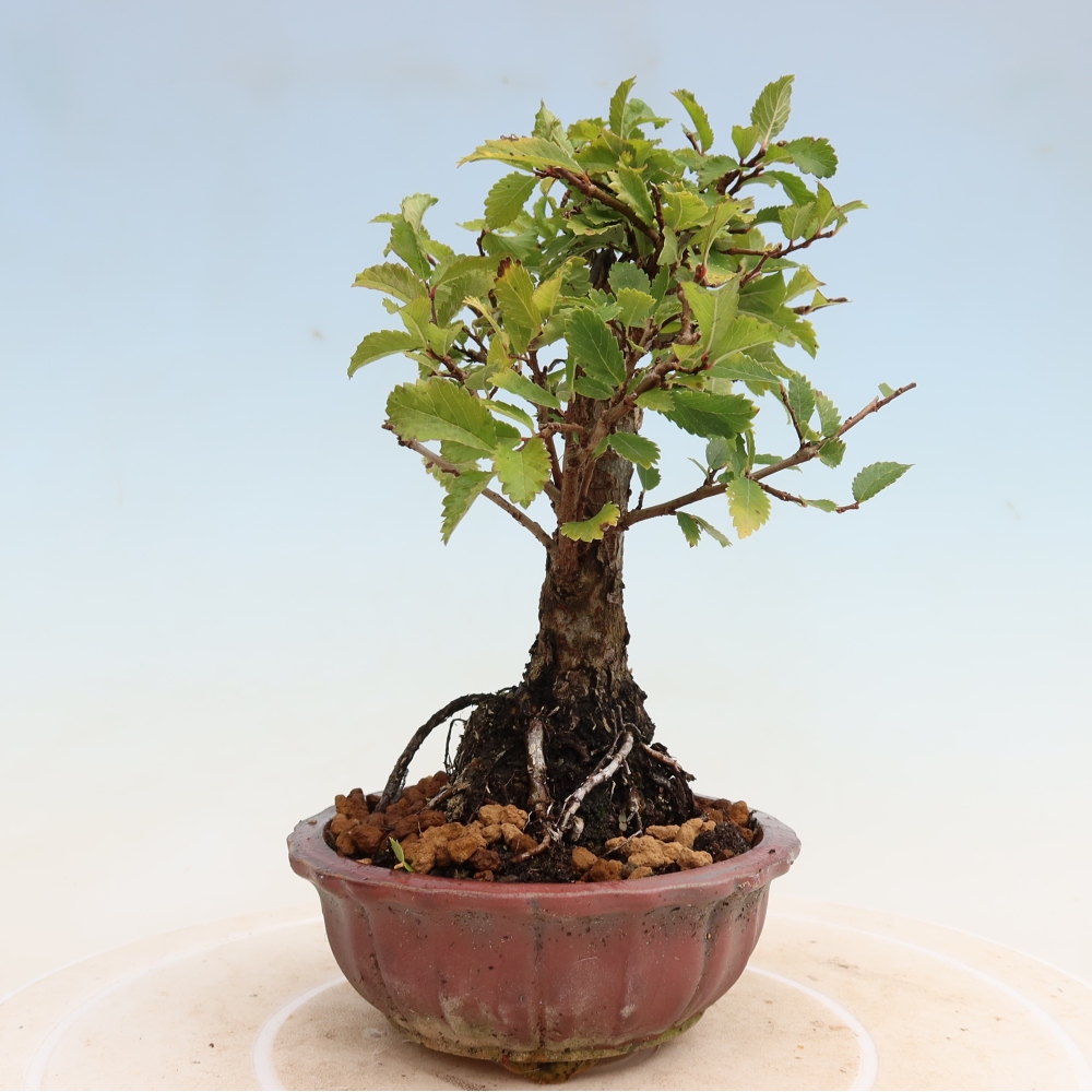 Vonkajšie bonsaje - Zelkova - Zelkova NIRE