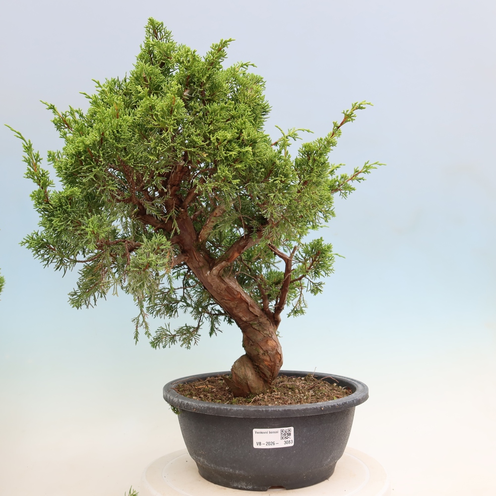 Vonkajší bonsai – Juniperus chinensis Itoigawa – čínsky jalovec