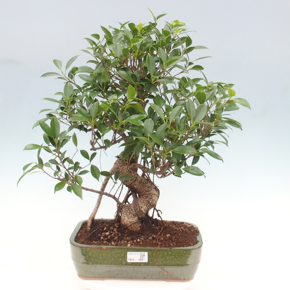 Izbová bonsai - Ficus kimmen - malolistý fikus