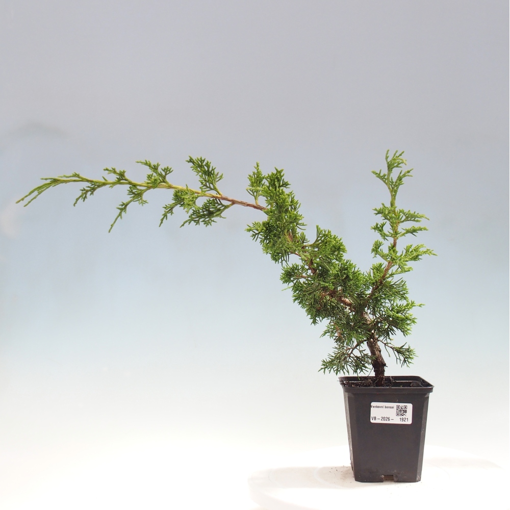 Vonkajší bonsaj - Juniperus chinensis Itoigawa
