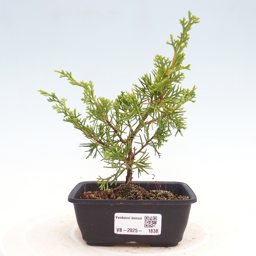 Vonkajší bonsai - Juniperus chinensis Itoigawa -Jalovec čínsky