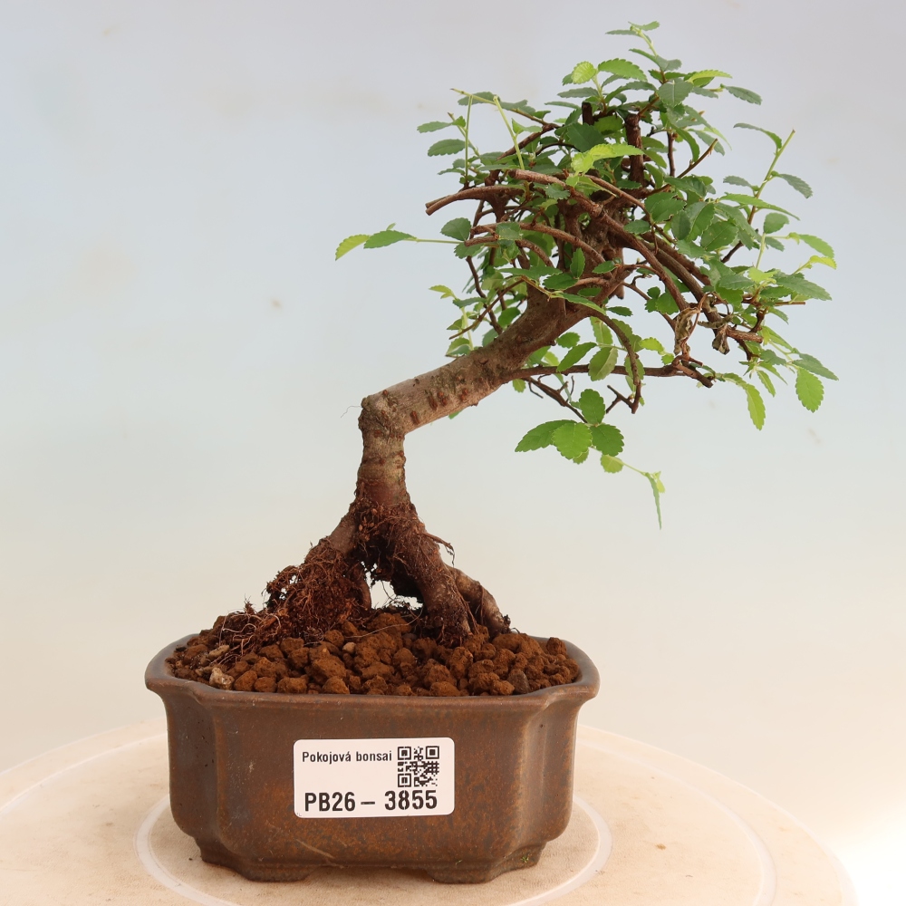 Izbový bonsaj - Ulmus parvifolia - brest malolistý