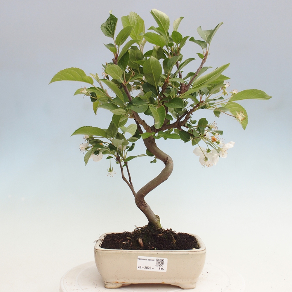 Vonkajší bonsai -Malus halliana - Maloplodá jabloň