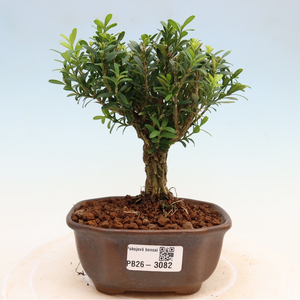 Izbové bonsaje - Buxus harlandii - korkový buxus