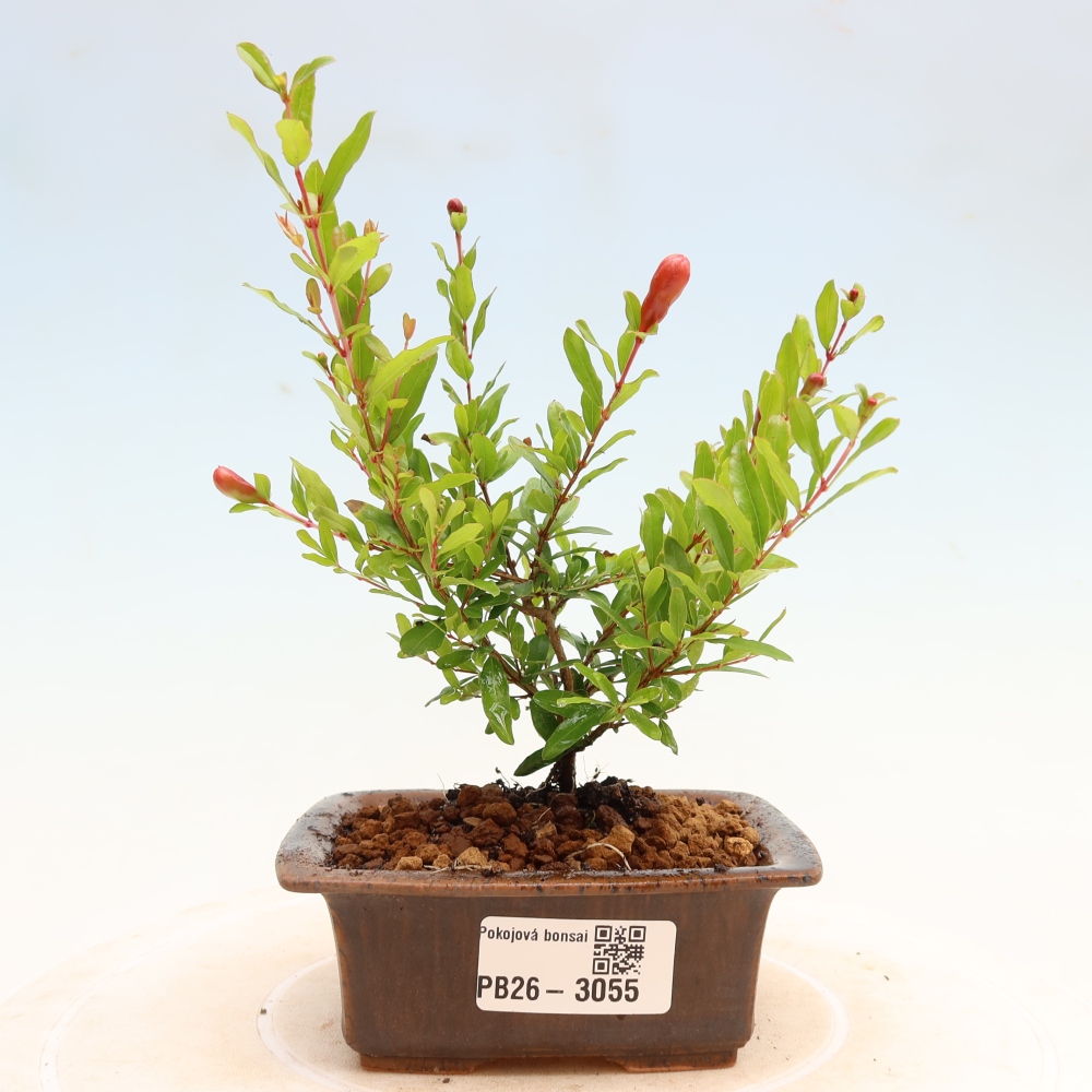 Izbový bonsaj-PUNICA granatum nana-Granátové jablko