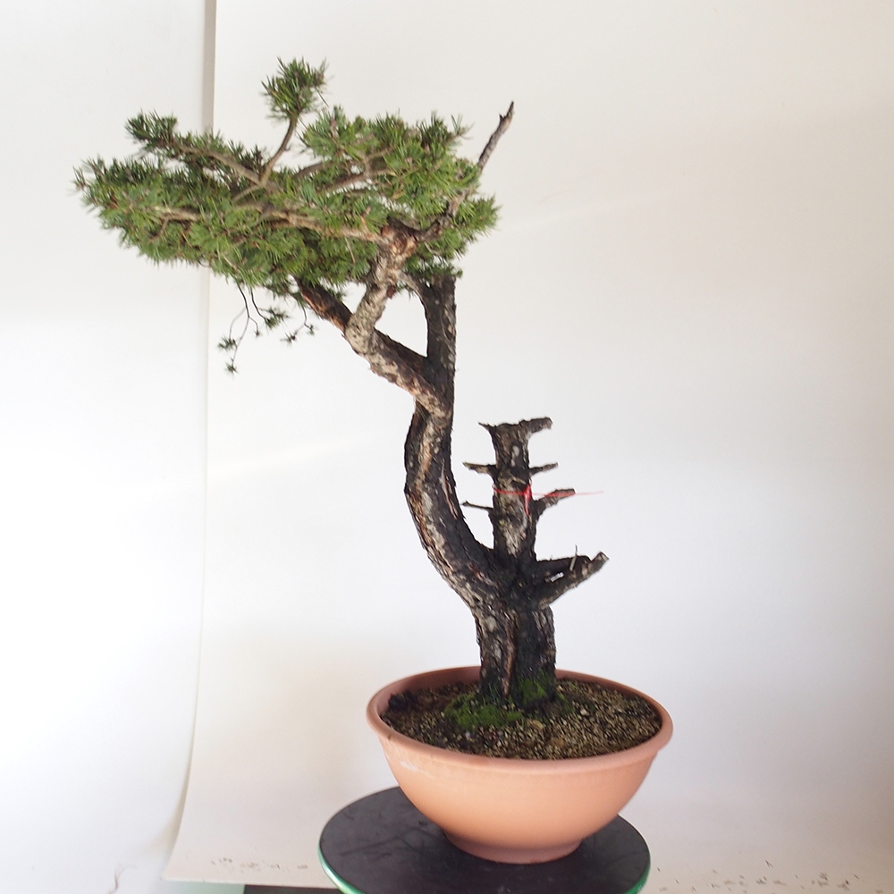 Yamadori - Pinus sylvestris Španielsko