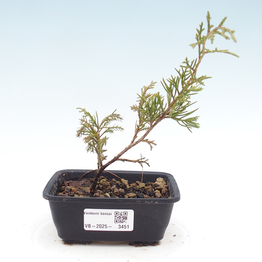 Vonkajší bonsaj - Juniperus chinensis Itoigawa