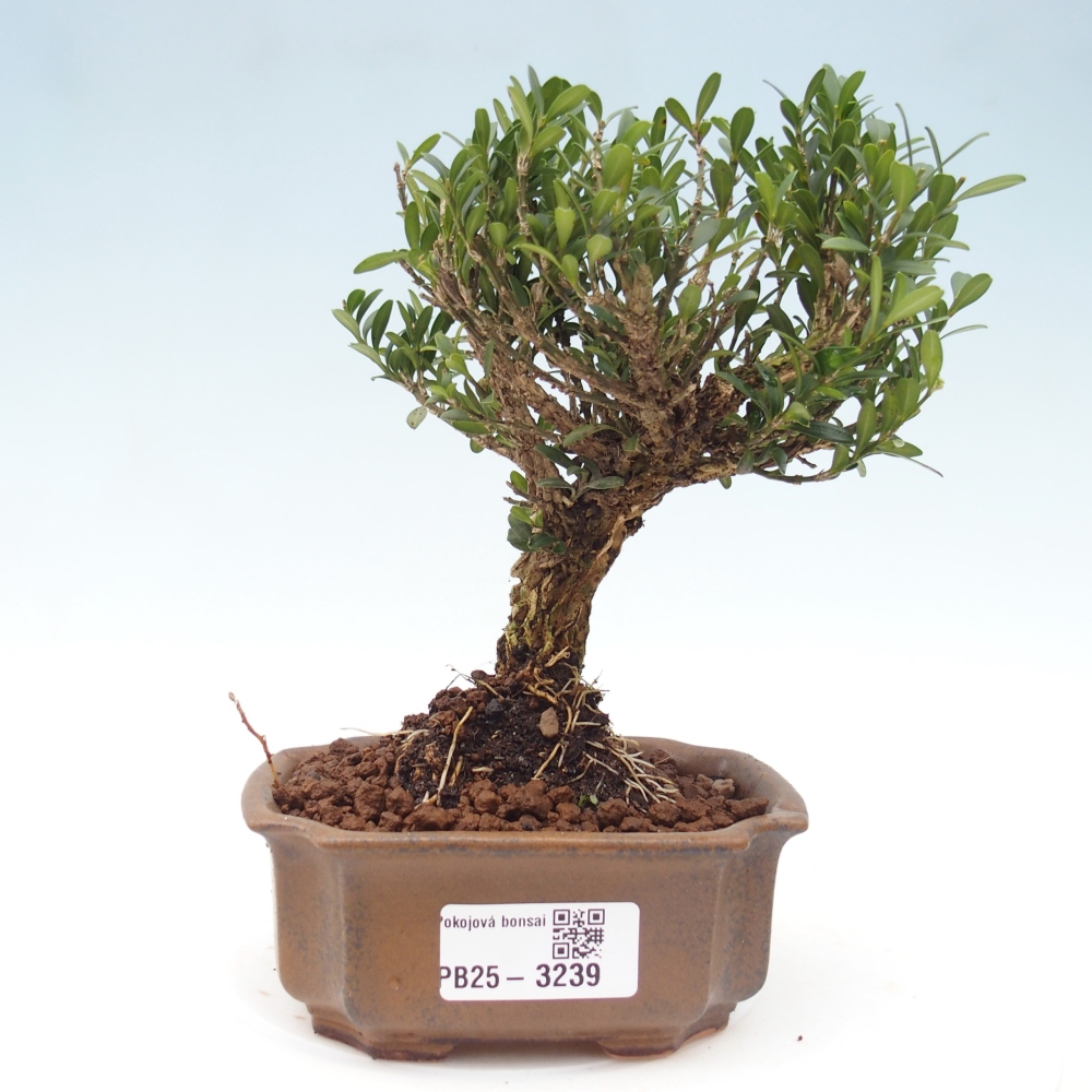 Izbové bonsaje - Buxus harlandii - korkový buxus