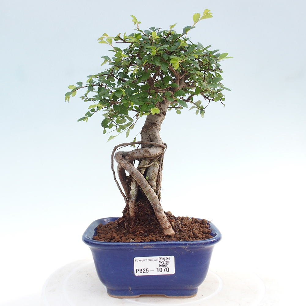 Izbová bonsai-malolistá brest 