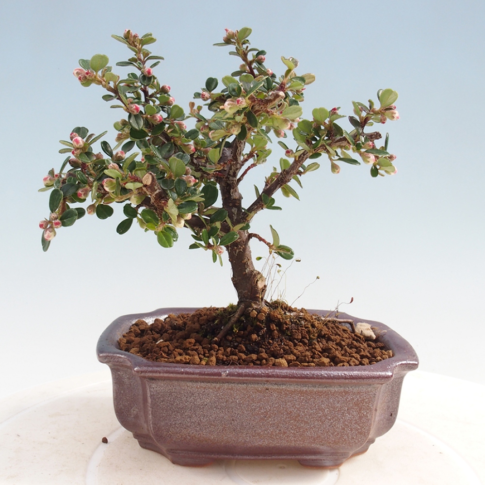 Vonkajší bonsai - Cotoneaster horizontalis - Skalník