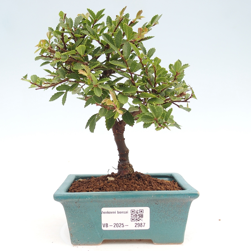 Vonkajší bonsai - Ulmus parvifolia Sagei - Malolistý brest