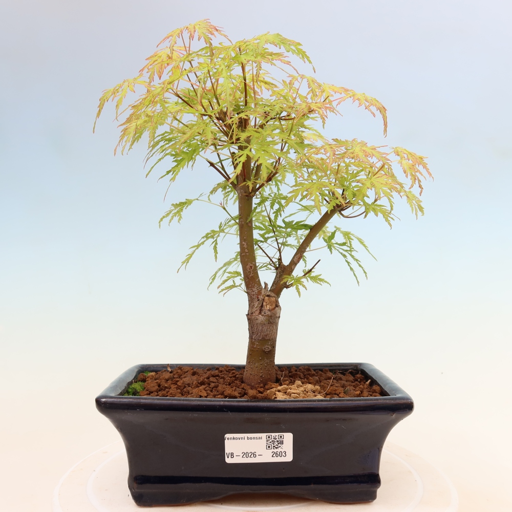 Vonkajší bonsai – Acer palmatum Dissectum – javor dlaňolistý 