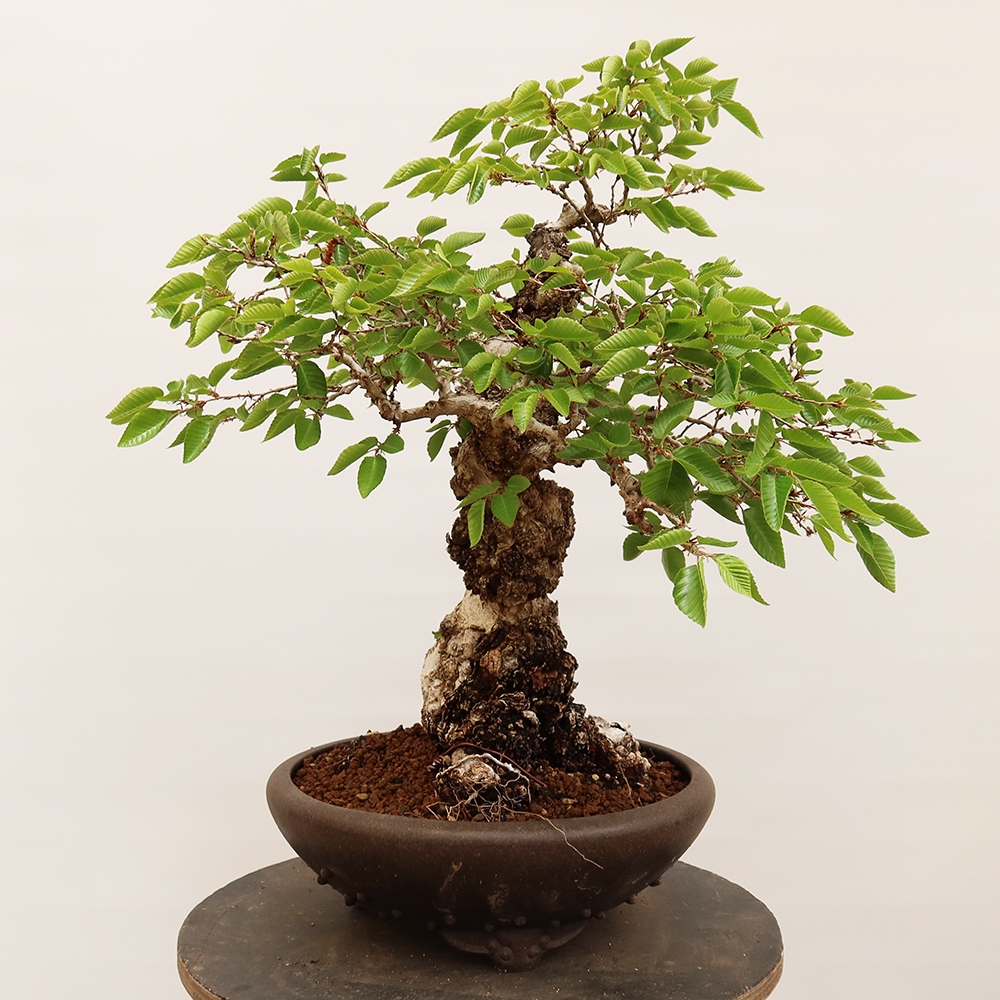 Vonkajší bonsai -Carpinus Coreana - Hrab kórejský