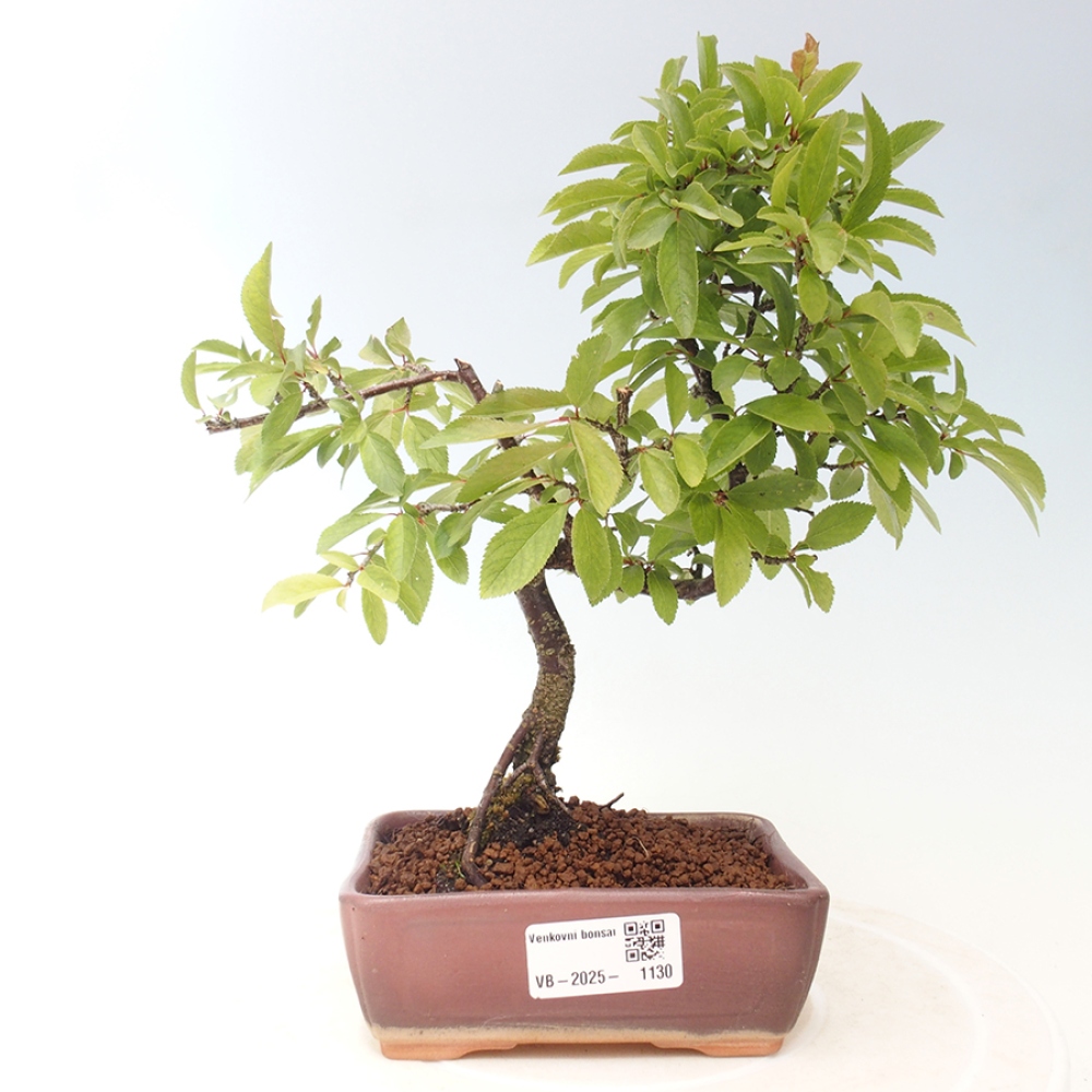 Vonkajšie bonsai - Prunus spinosa - trnka