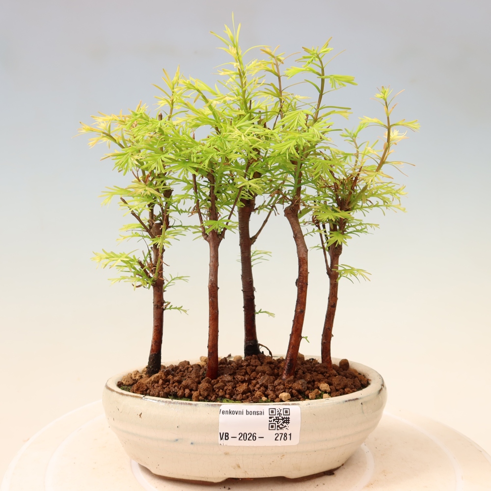 Vonkajší bonsai – Metasequoia glyptostroboides – čínska metasekvoja – hájik