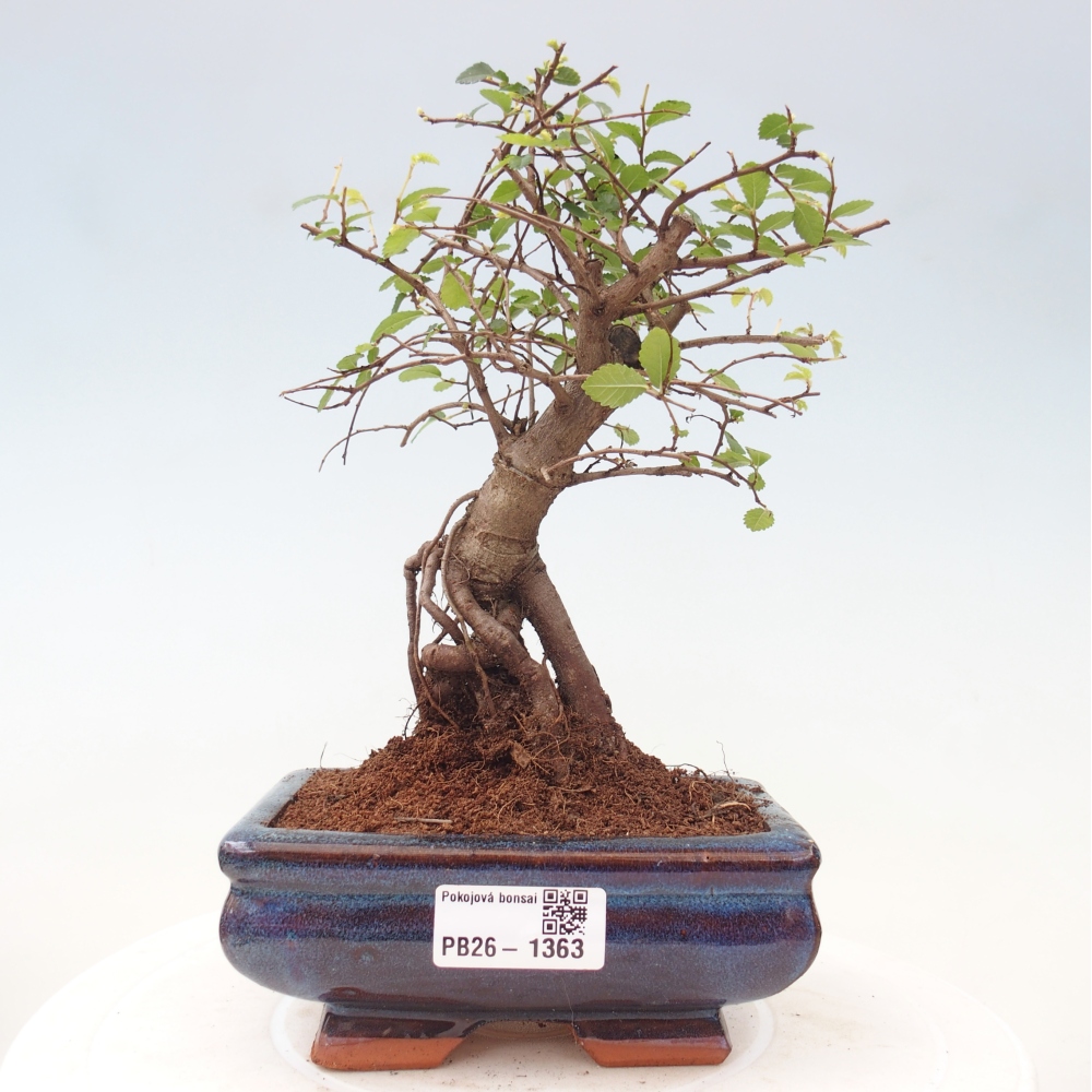 Izbový bonsaj - Ulmus parvifolia - brest malolistý