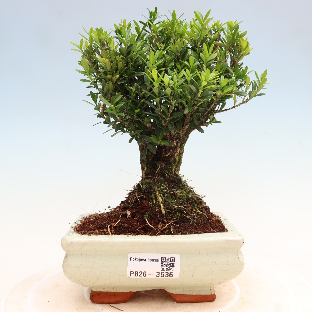 Izbové bonsaje - Buxus harlandii - korkový buxus