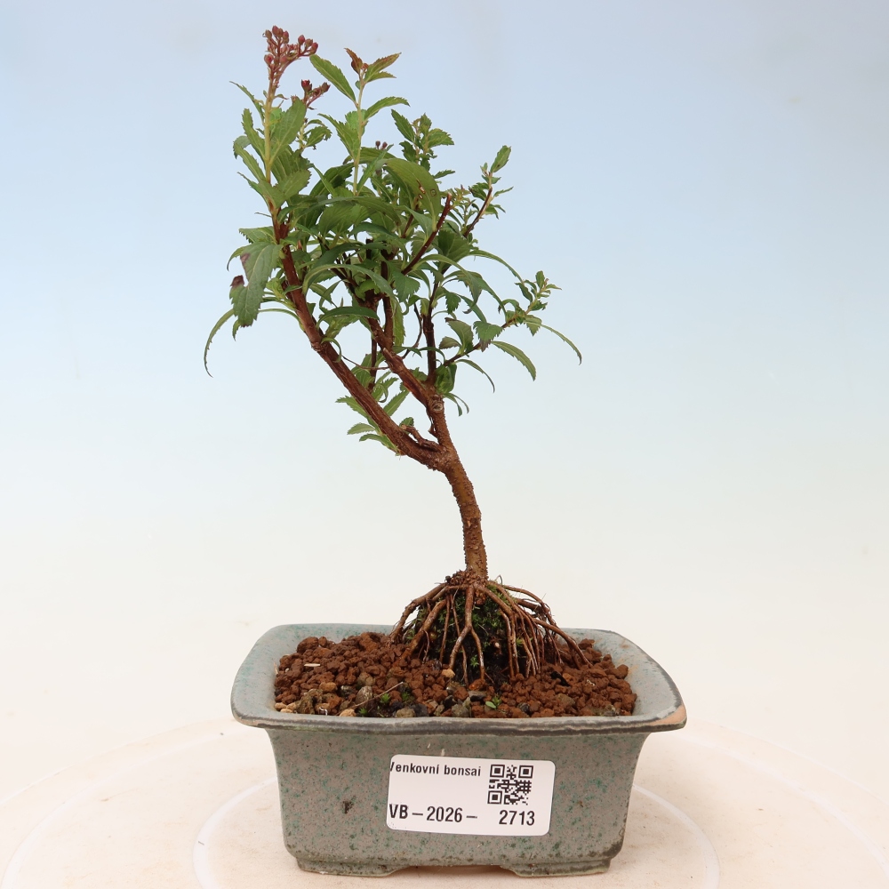 Vonkajší bonsai – spirea japonská – Spirea japonica Anthony Waterer