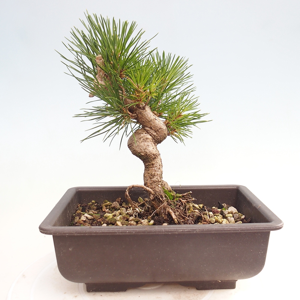 Vonkajšie bonsaje - Pinus thunbergii - borovica Thunbergova